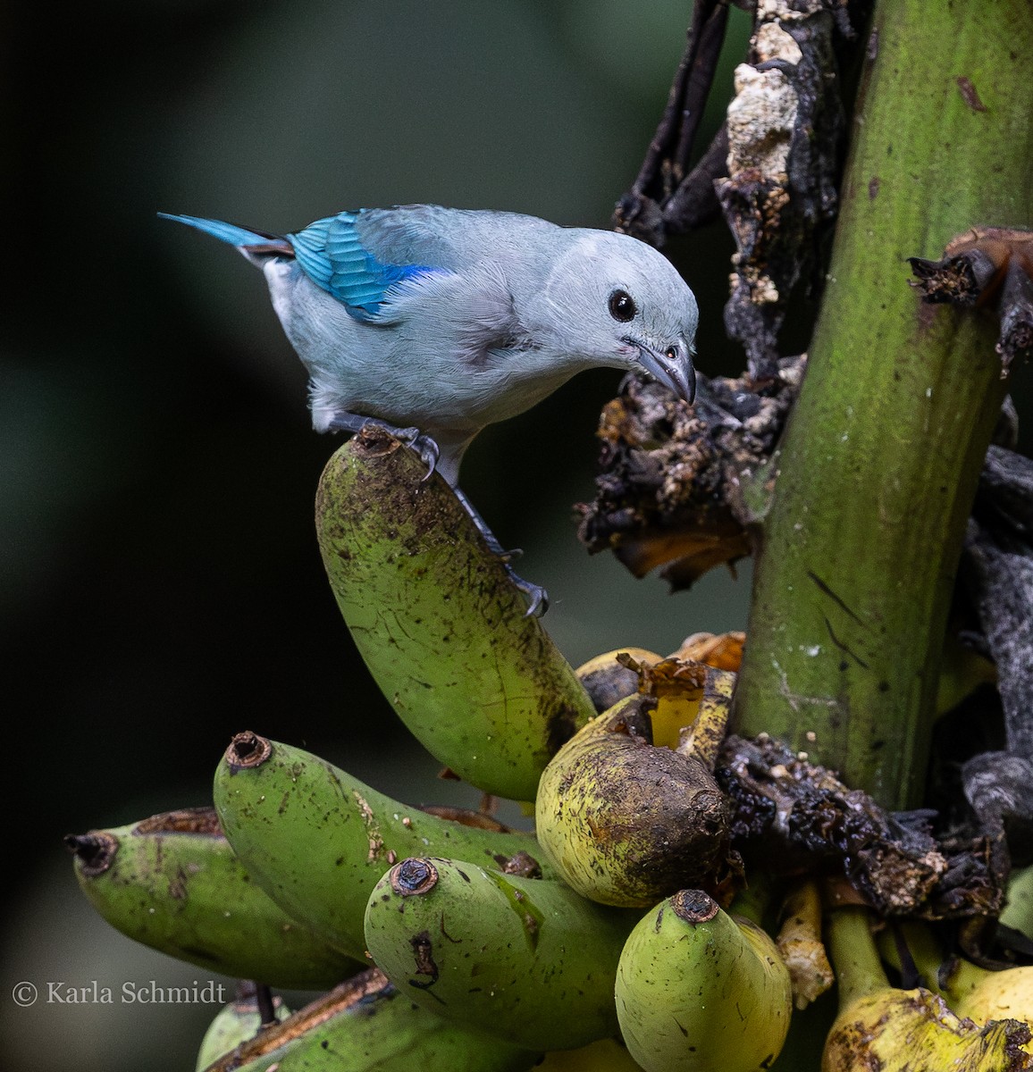 Blue-gray Tanager - Karla Schmidt