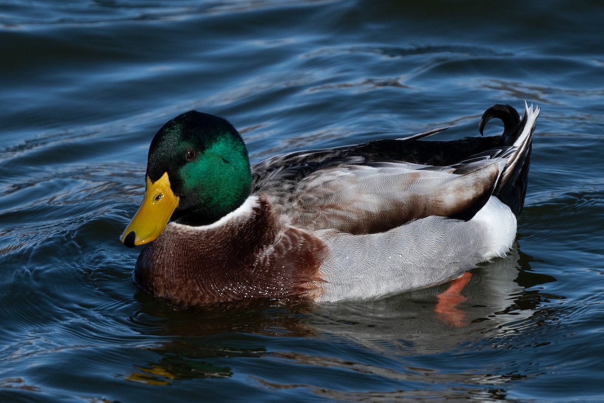 Canard colvert - ML614257399