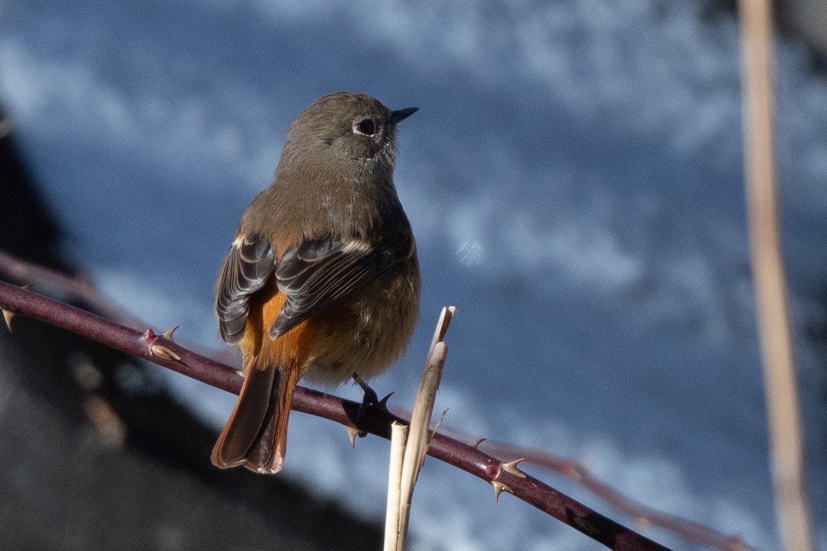 Daurian Redstart - ML614257408