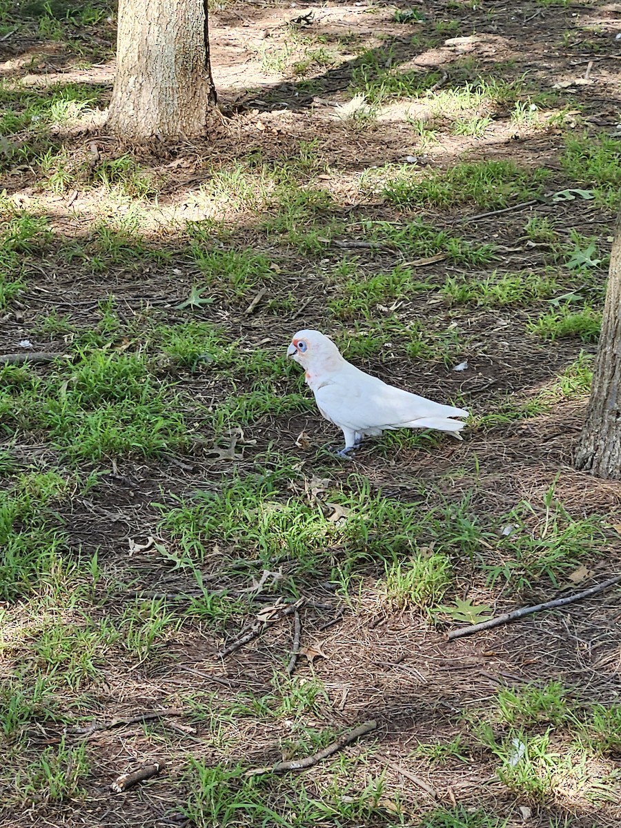 Long-billed Corella - ML614257419