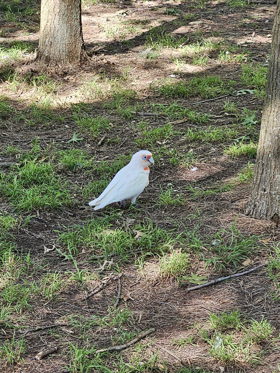 Long-billed Corella - ML614257422