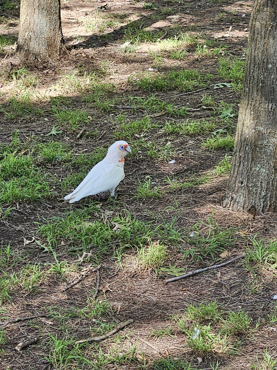 Long-billed Corella - ML614257423