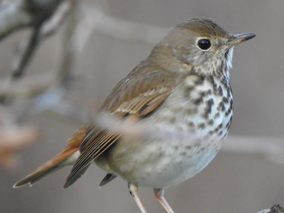 Hermit Thrush - ML614257424