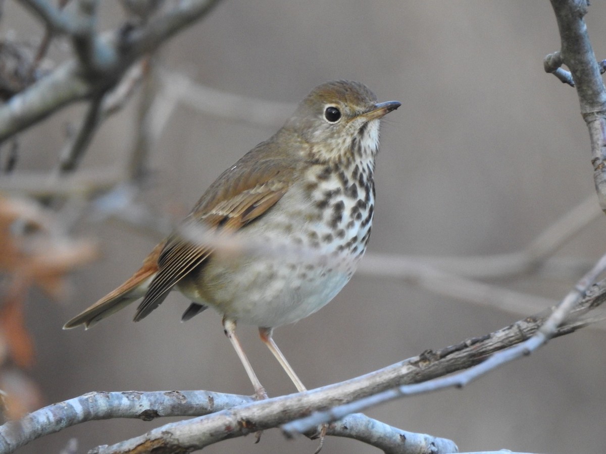 Hermit Thrush - ML614257426