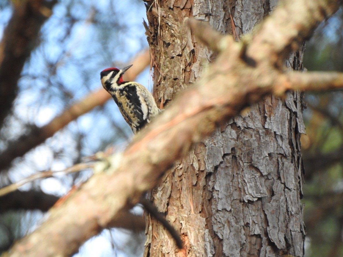 Yellow-bellied Sapsucker - ML614257472