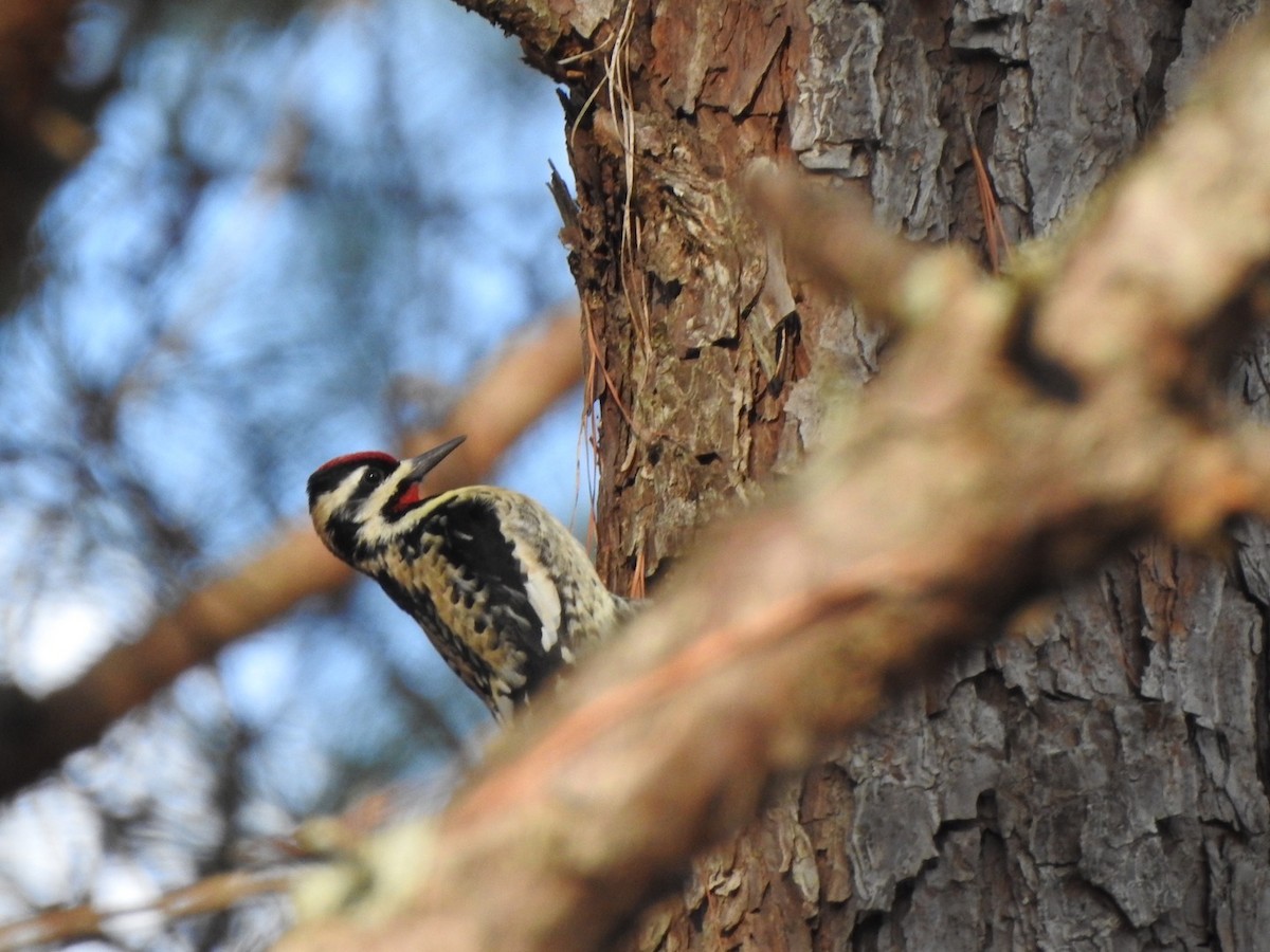 Yellow-bellied Sapsucker - ML614257473