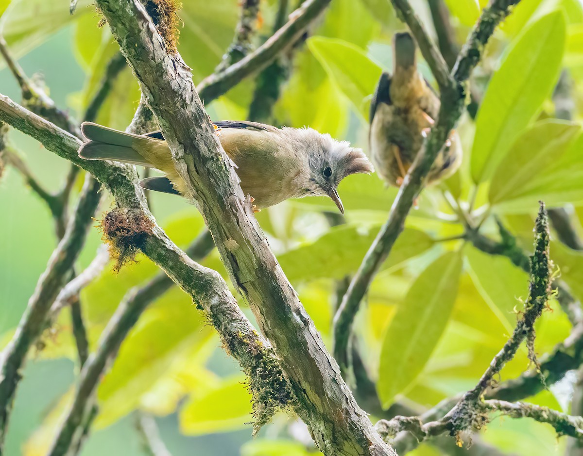 Stripe-throated Yuhina - ML614257474