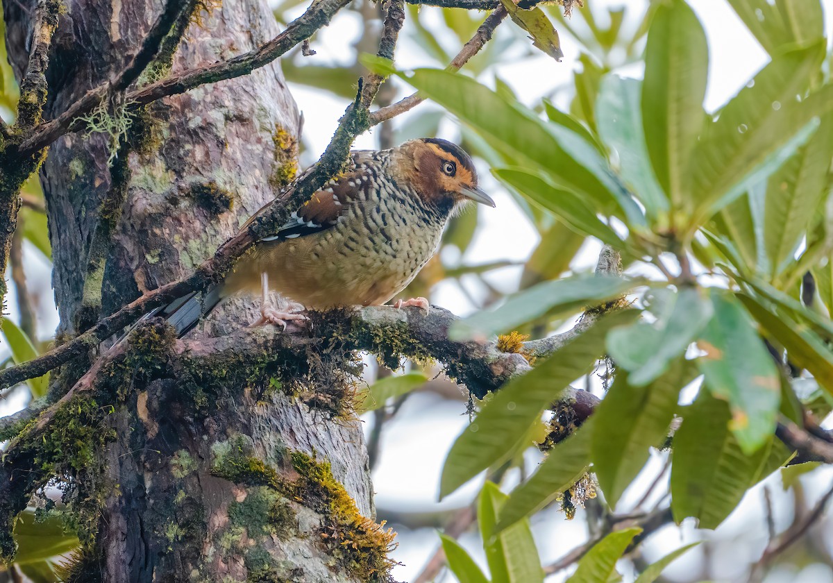 Spotted Laughingthrush - ML614257475