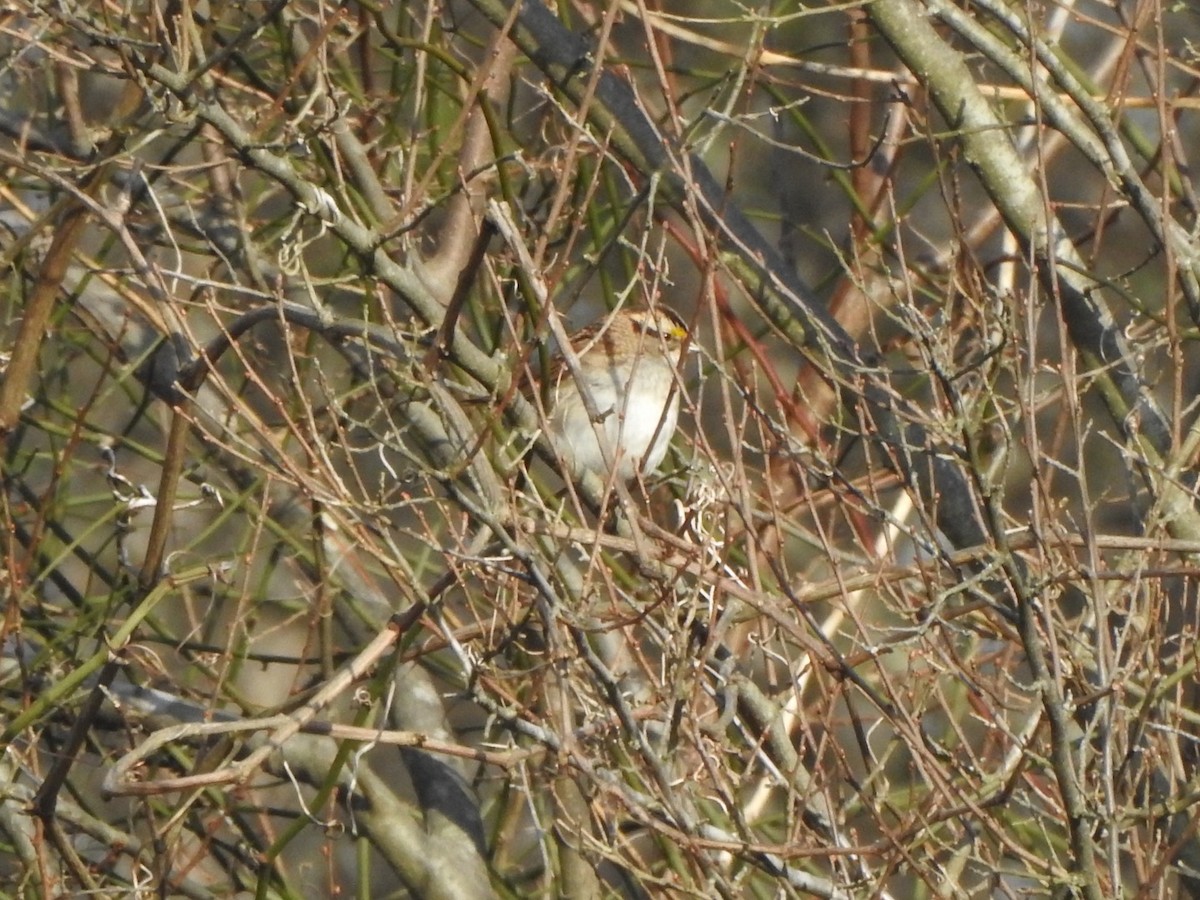 White-throated Sparrow - ML614257482