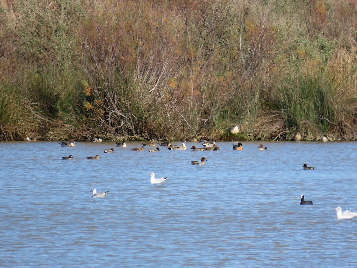 Green-winged Teal - ML614257498