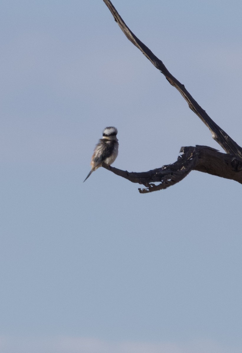 Red-backed Kingfisher - ML614257547