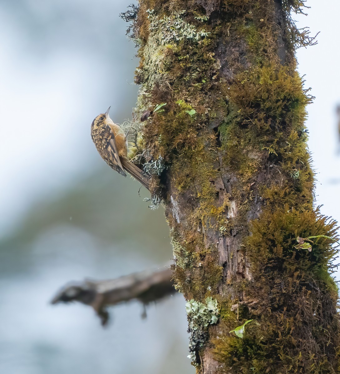 Rusty-flanked Treecreeper - ML614257556