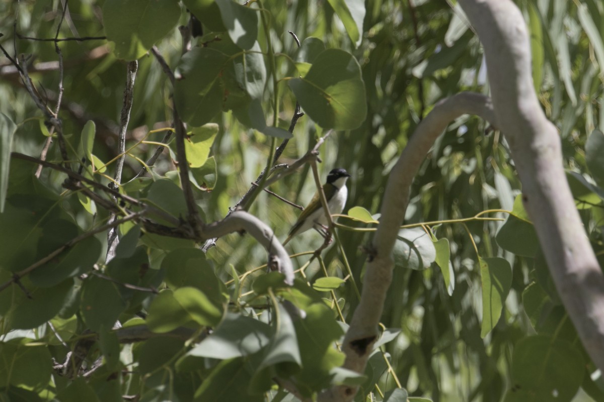 White-throated Honeyeater - ML614257576