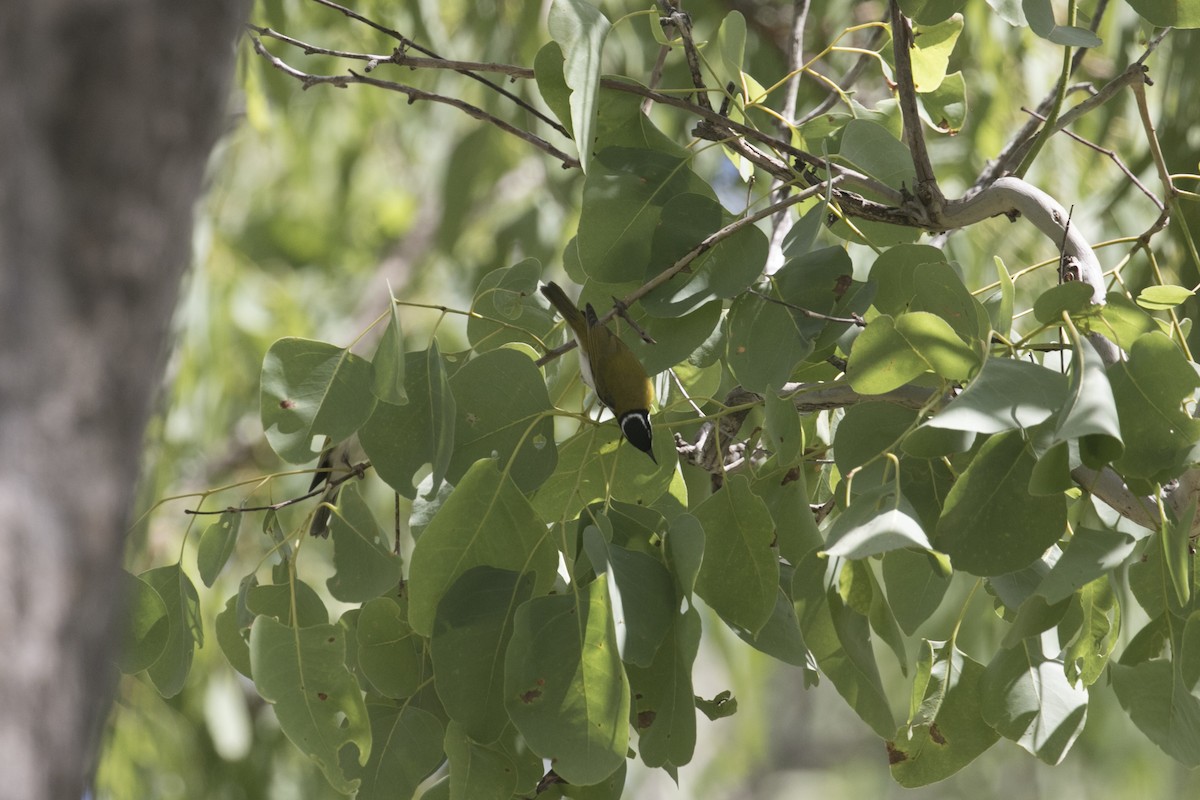 White-throated Honeyeater - ML614257578