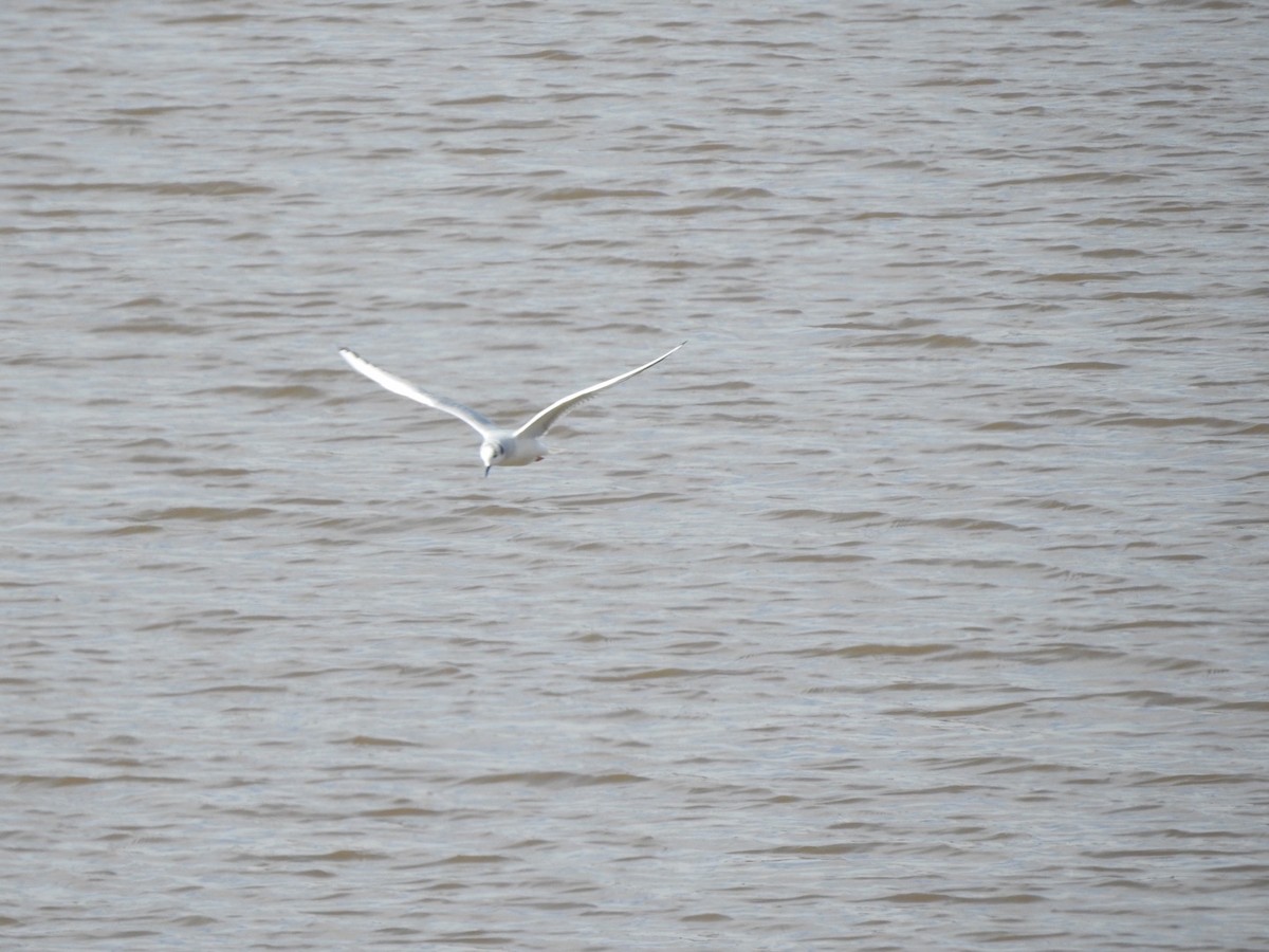 Bonaparte's Gull - ML614257659