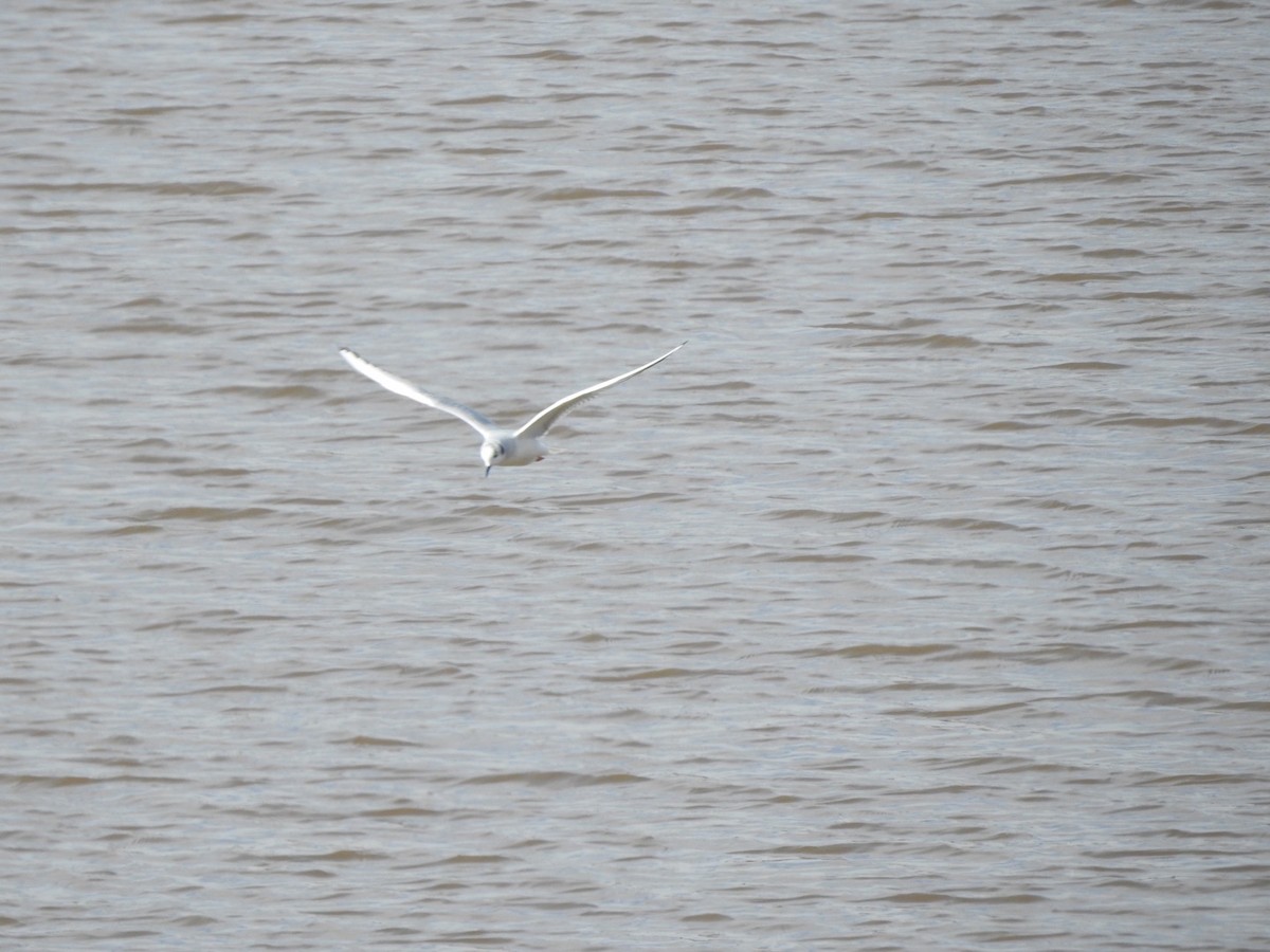 Bonaparte's Gull - ML614257659