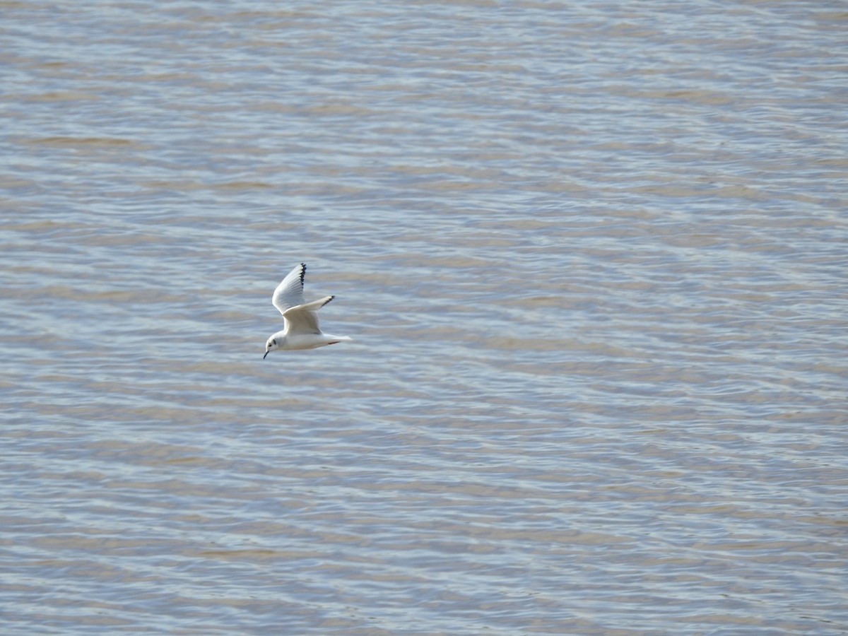 Bonaparte's Gull - ML614257660