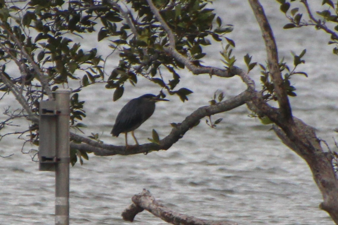 Striated Heron - ML614257693