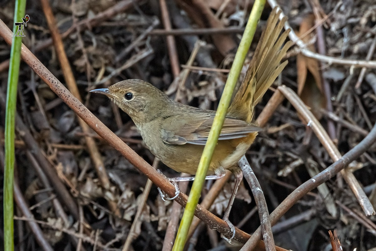 White-bellied Redstart - Uday Agashe