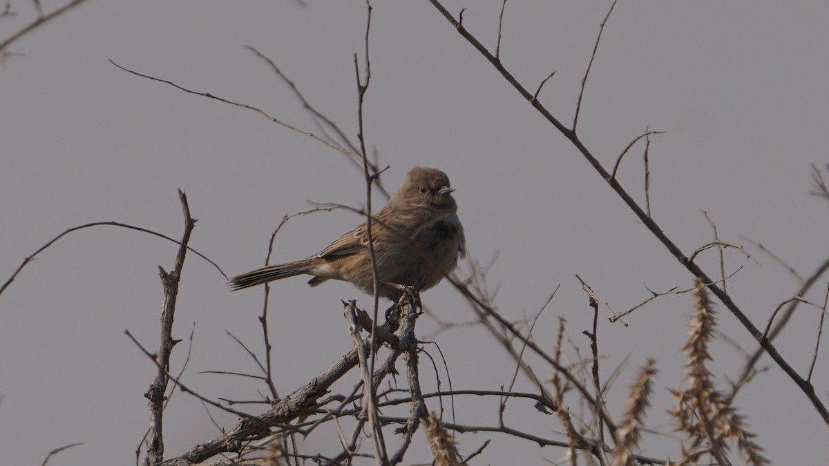 Mongolian Accentor - ML614257809