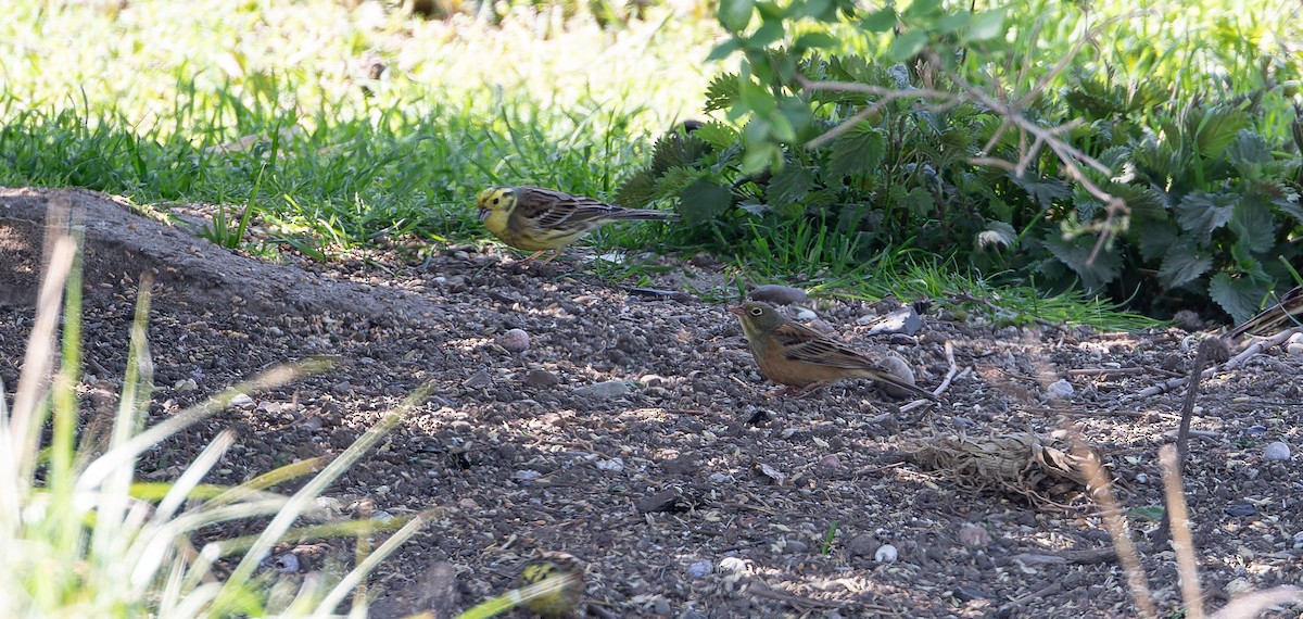 Ortolan Bunting - ML614257870