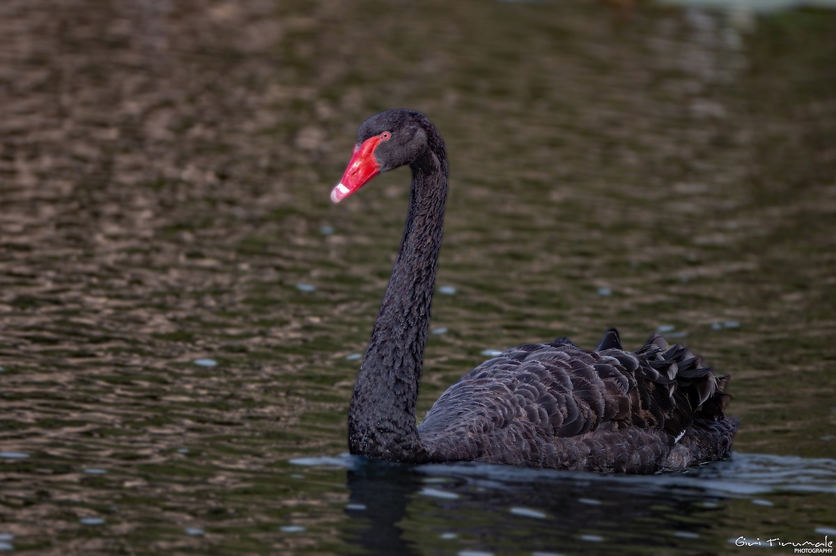 Black Swan - ML614257878