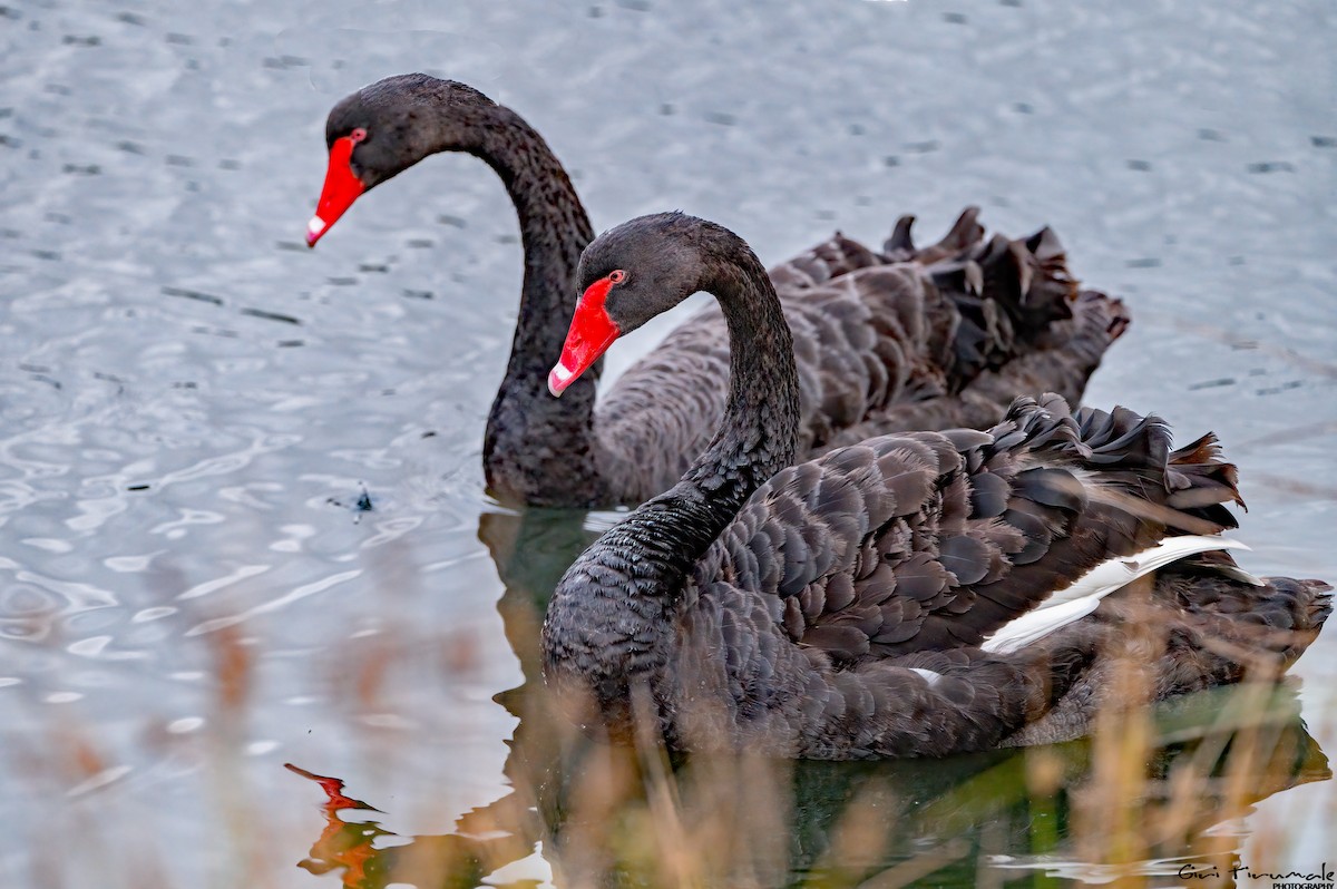 Black Swan - Giri Tirumale