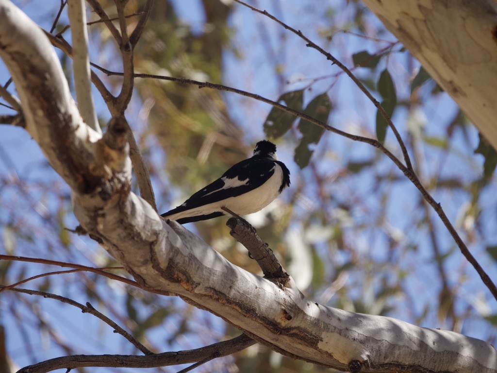 Magpie-lark - ML614257881