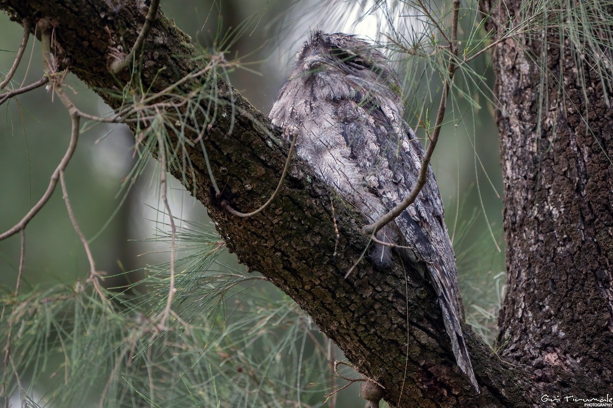 Tawny Frogmouth - ML614257902