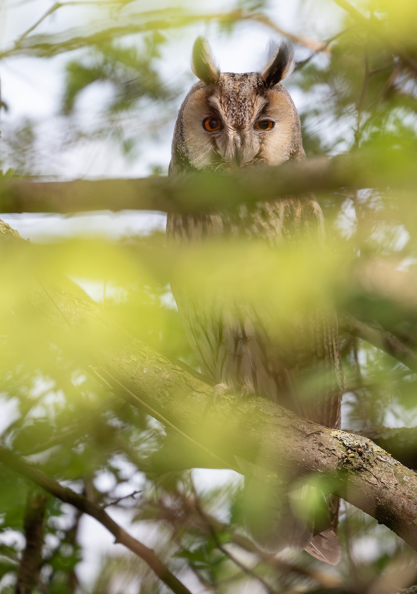 Kulaklı Orman Baykuşu (otus/canariensis) - ML614257921