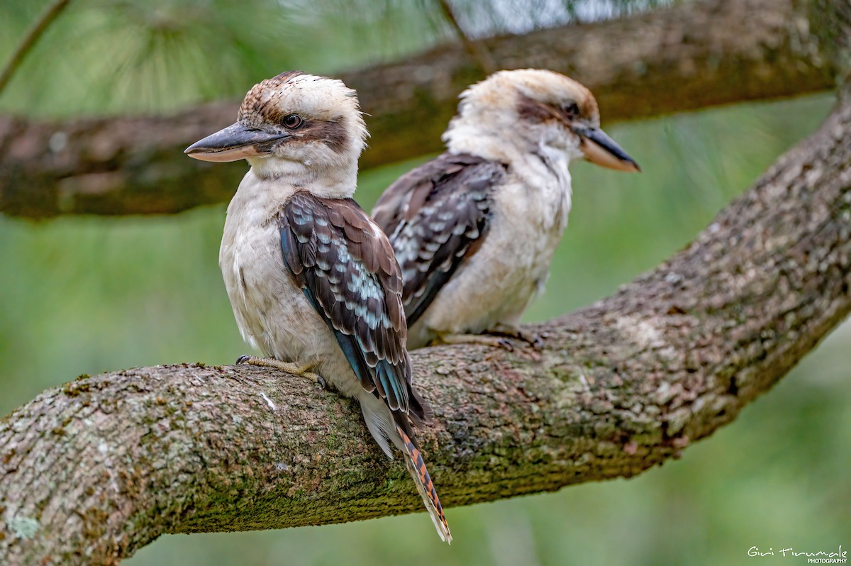 Laughing Kookaburra - ML614257942