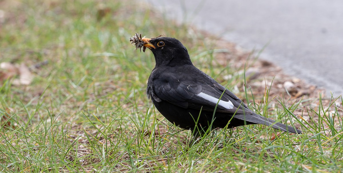 Eurasian Blackbird - Friedemann Arndt