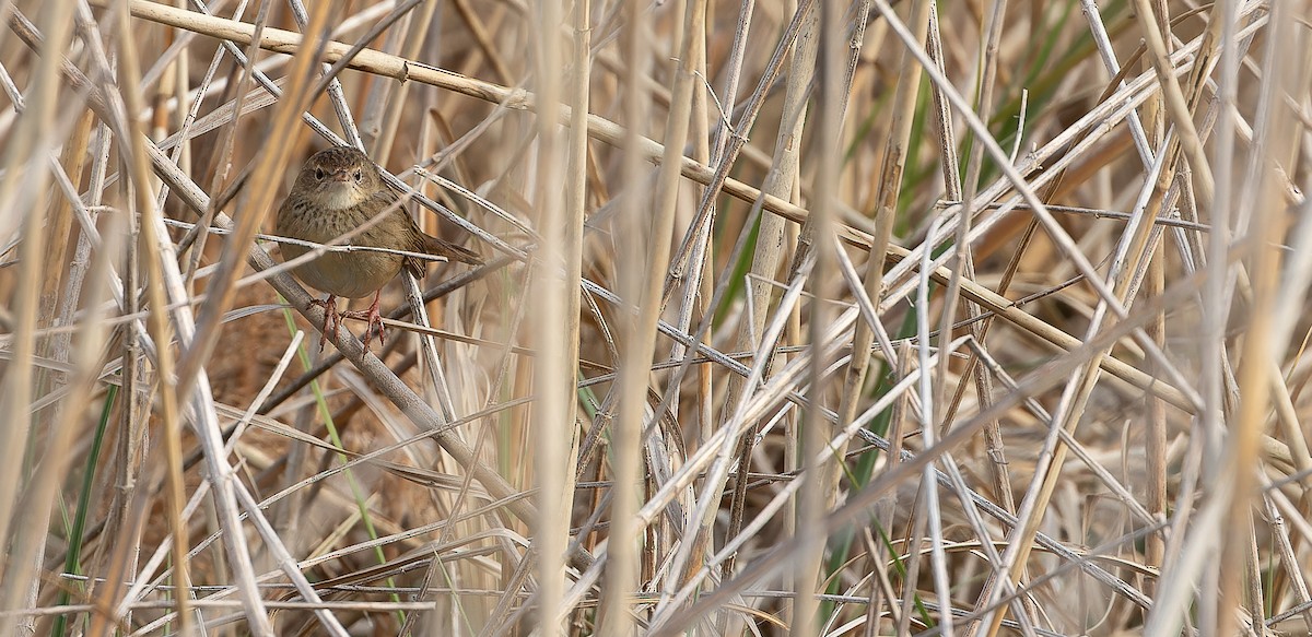 Common Grasshopper Warbler - ML614258068