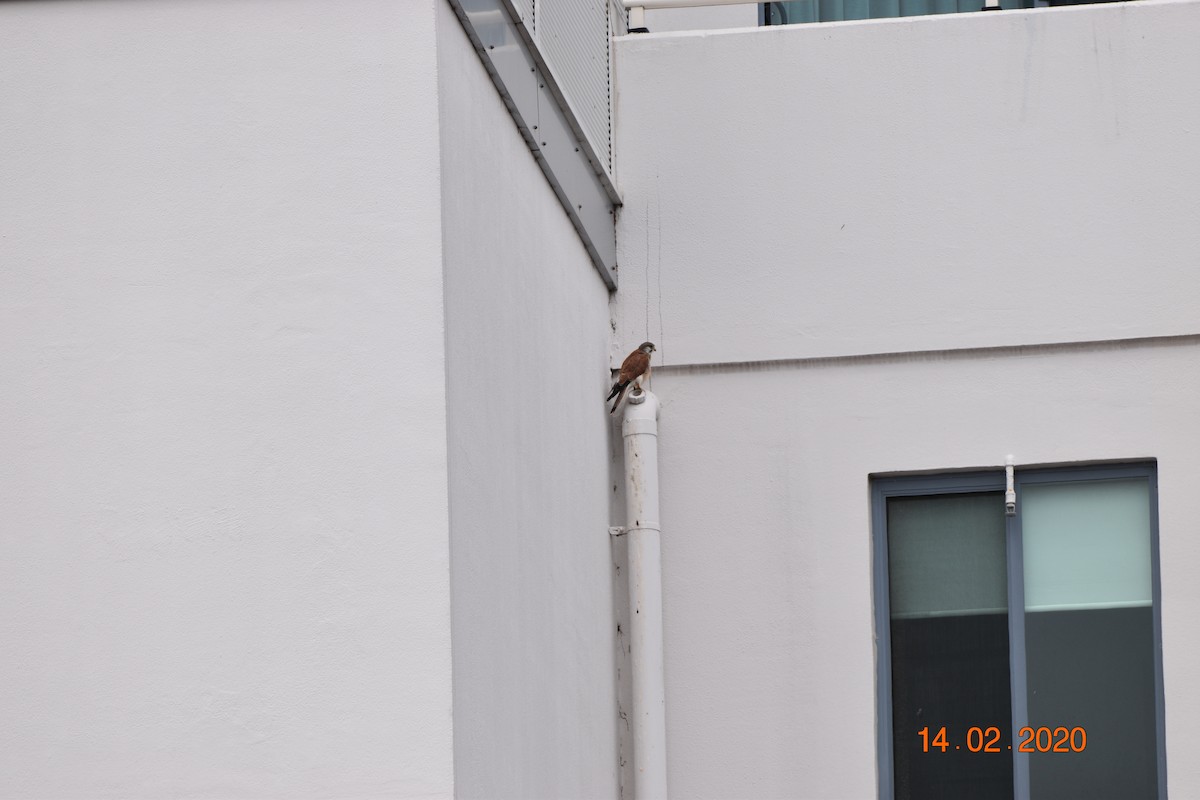 Nankeen Kestrel - ML614258118