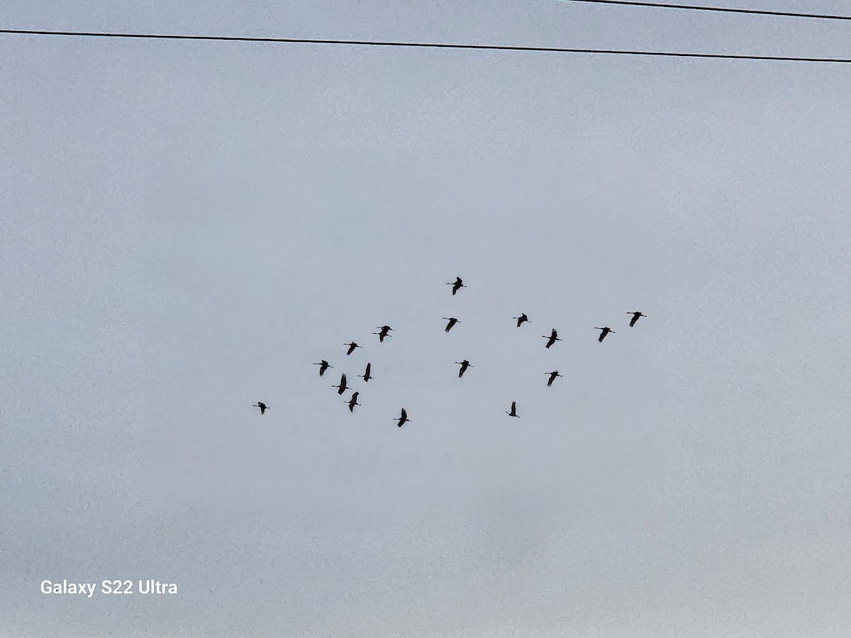 jeřáb kanadský - ML614258167