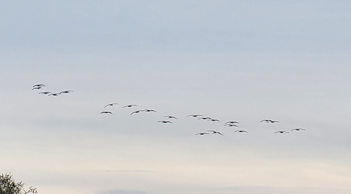 jeřáb kanadský - ML614258168