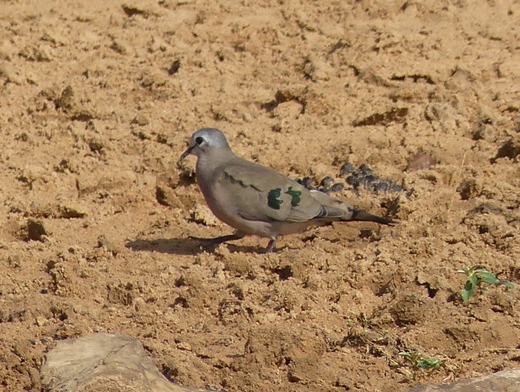 Emerald-spotted Wood-Dove - ML614258183