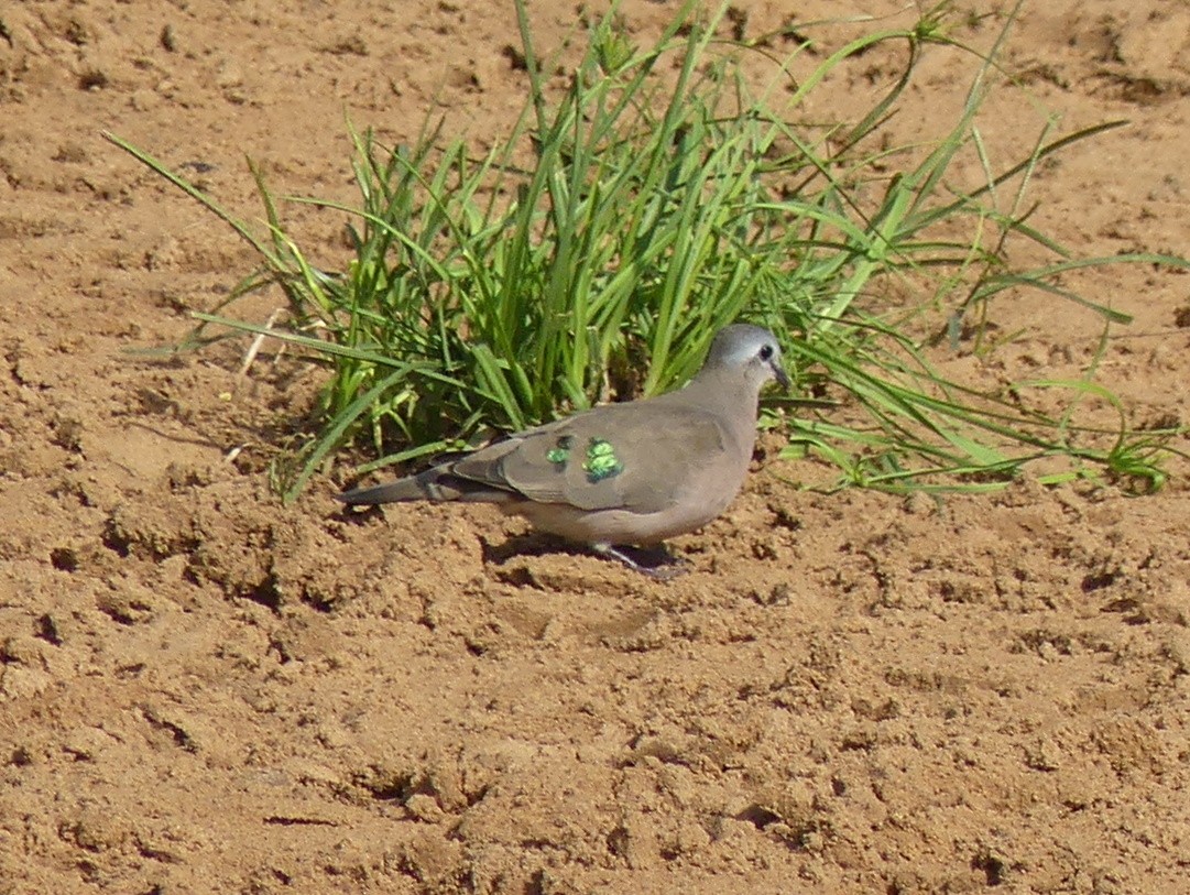Emerald-spotted Wood-Dove - ML614258184