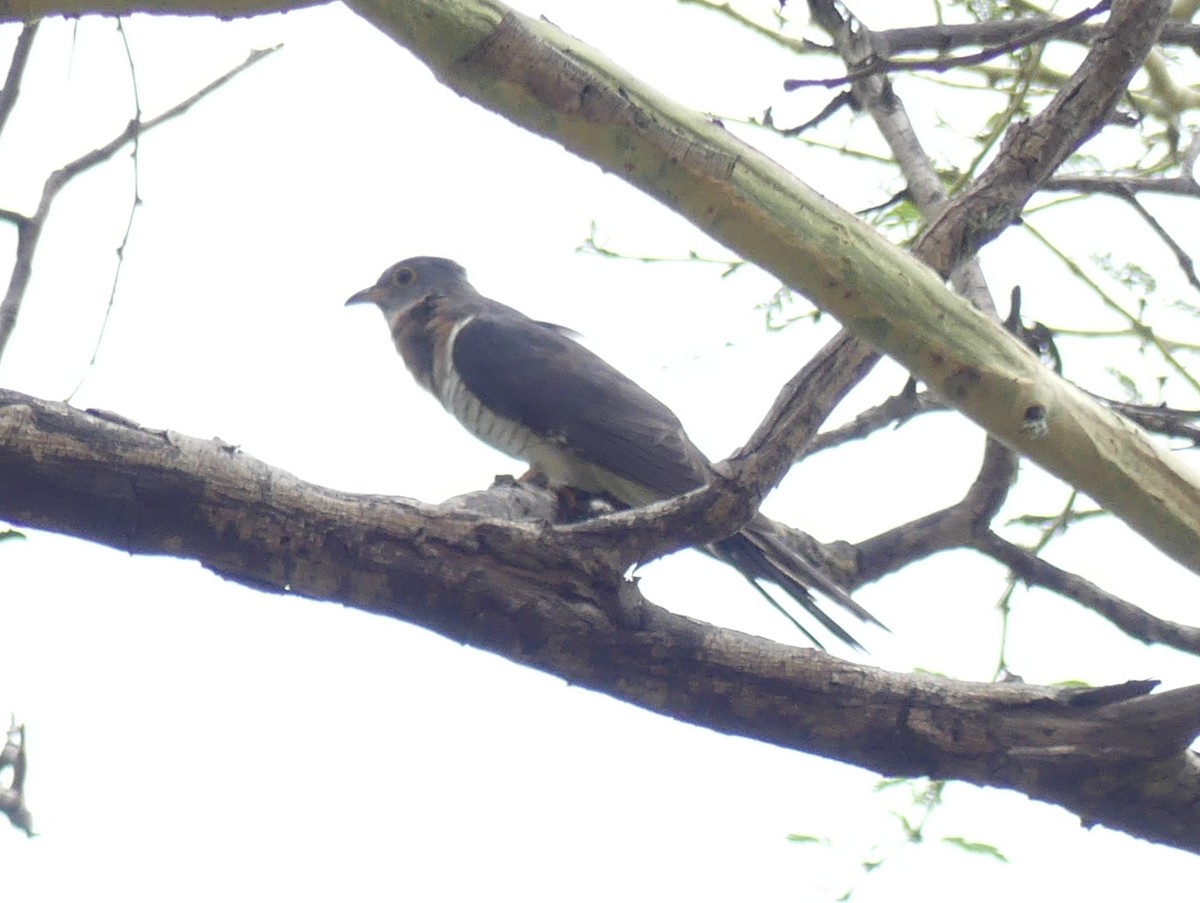 Red-chested Cuckoo - ML614258190