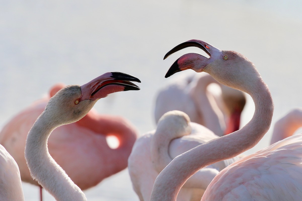 Greater Flamingo - Yann Ponthieux