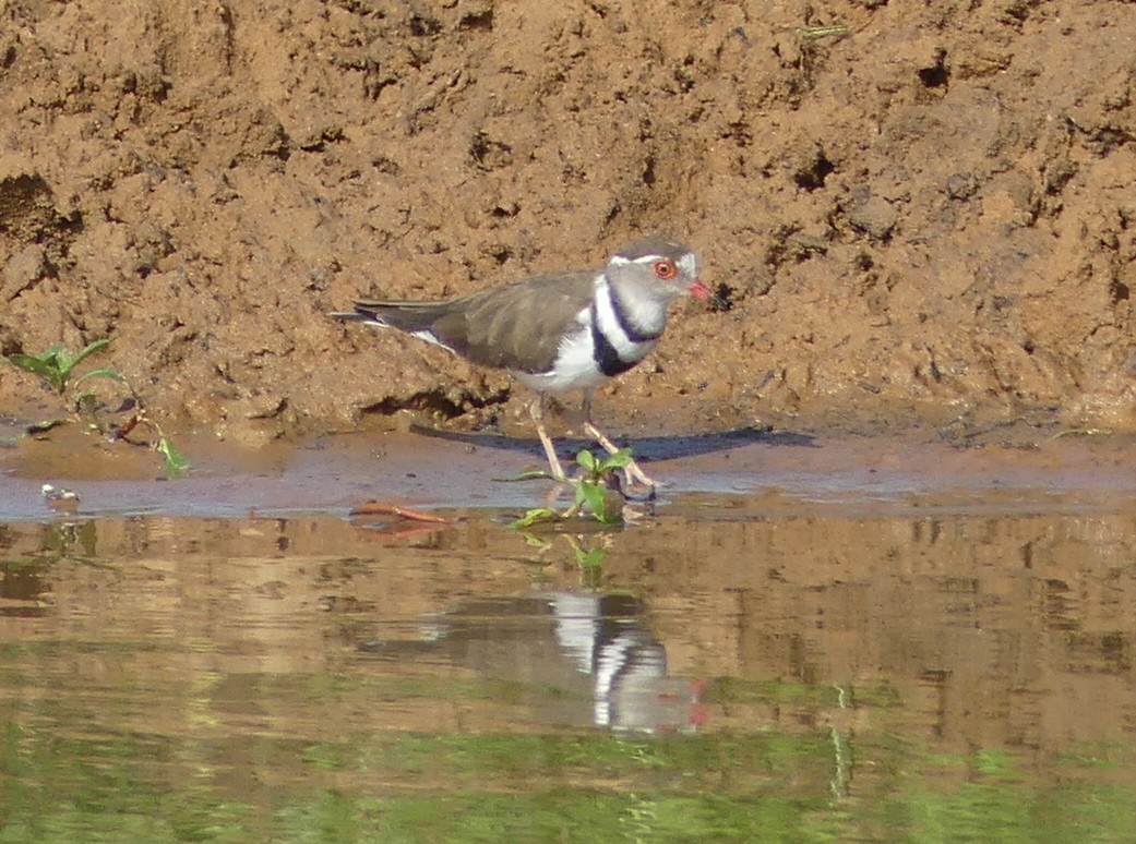 Three-banded Plover (African) - ML614258193