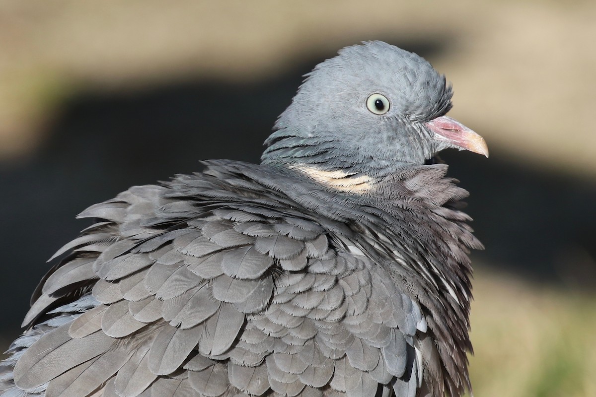 Common Wood-Pigeon - Yann Ponthieux