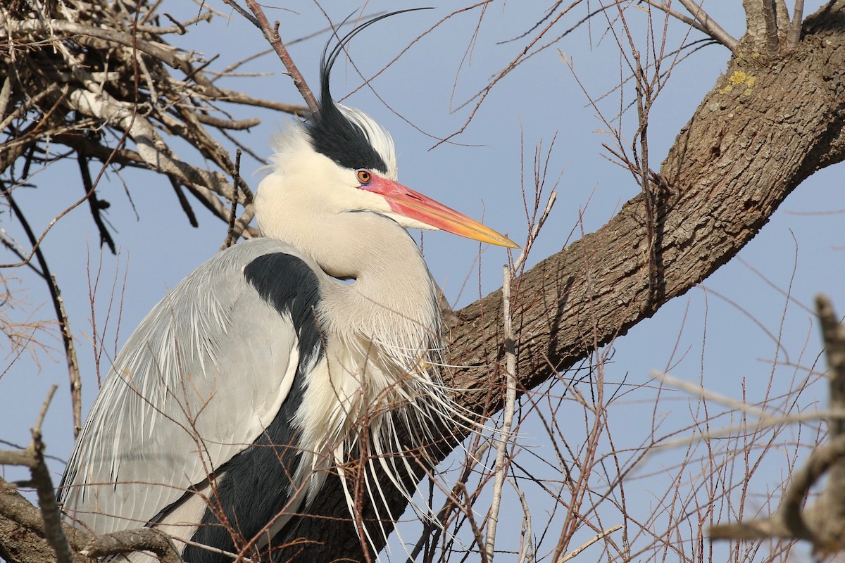 Gray Heron - Yann Ponthieux