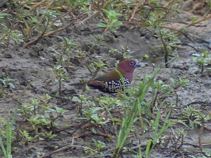 Pink-throated Twinspot - ML614258220