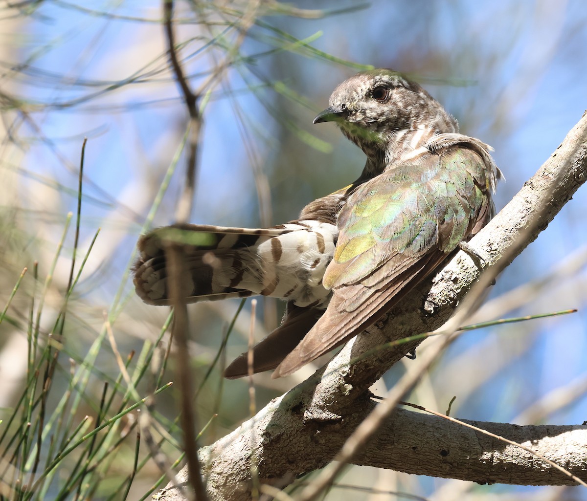 Shining Bronze-Cuckoo - ML614258226