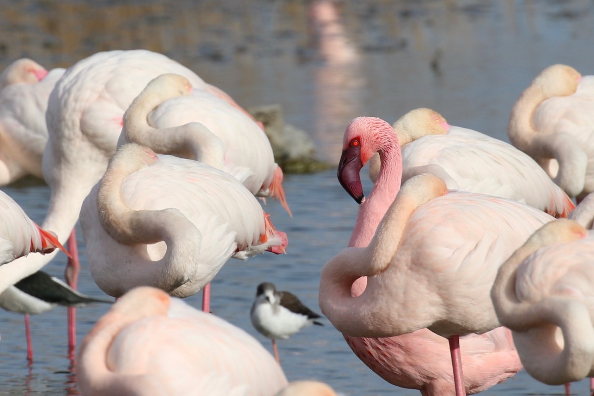 Lesser Flamingo - Yann Ponthieux