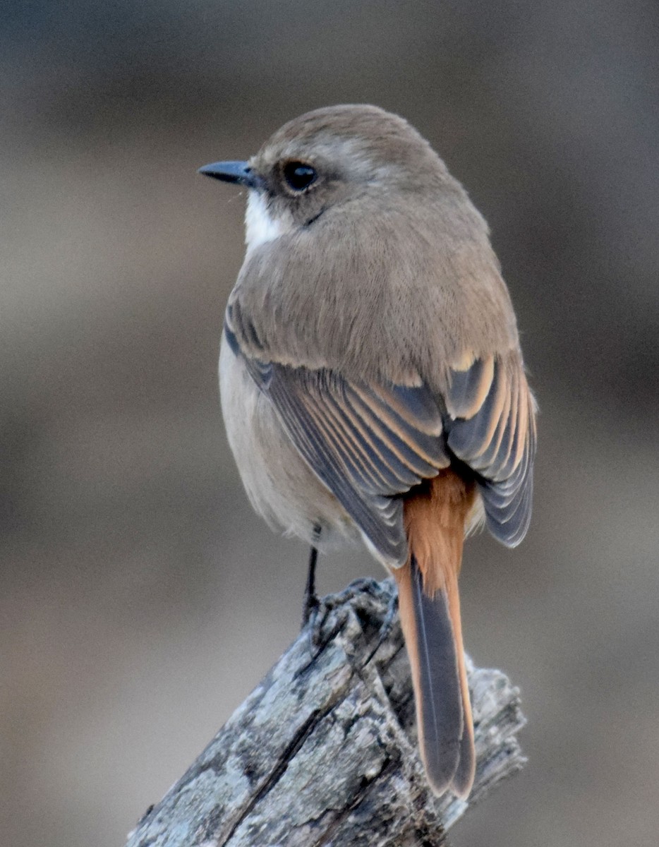 Snowy-browed Flycatcher - ML614258256