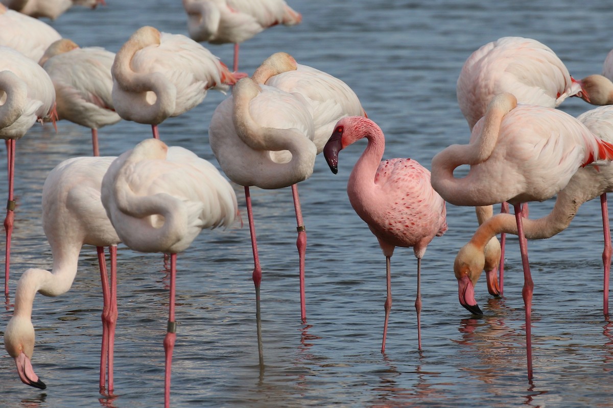 Lesser Flamingo - Yann Ponthieux