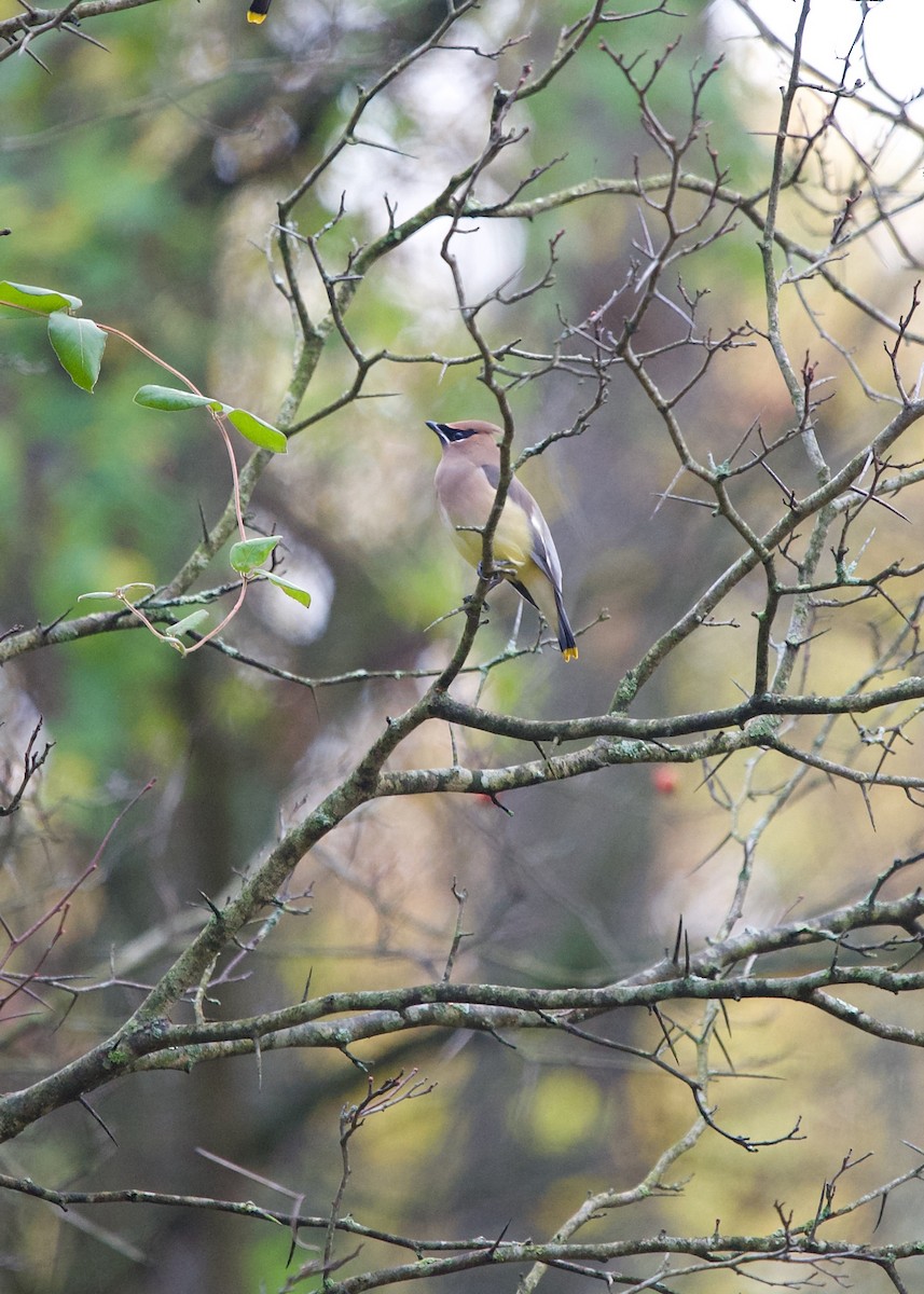 Cedar Waxwing - ML614258311