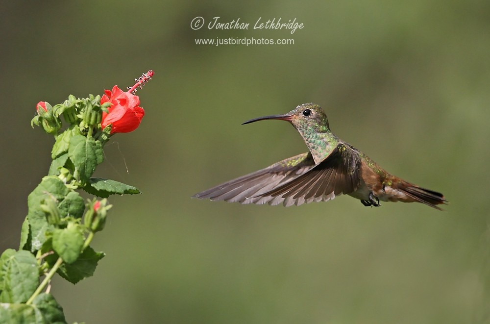 Buff-bellied Hummingbird - Jonathan Lethbridge
